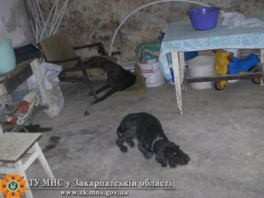 В Иршаве из-за утечки газа отравились 7 людей и даже собаки