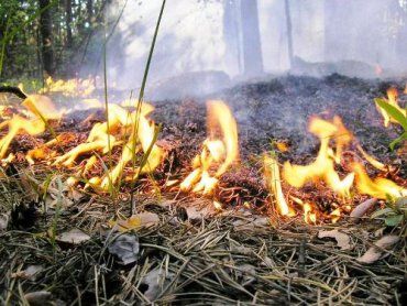 Закарпатская область страдает от возгораний в экосистемах
