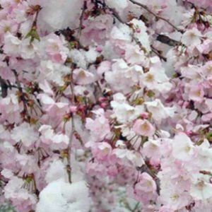 Цветение сакуры зимой в Японии - полное исключение из правил