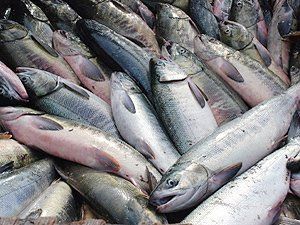 В супермаркетах "Вопак" и "Зина" давно торгуют бракованной рыбой