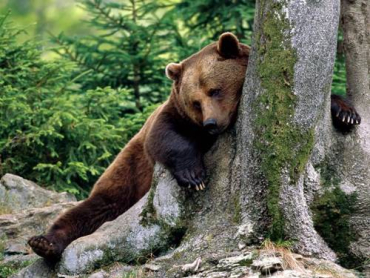 Национальный парк Синевир получит амбулаторию для медведей
