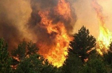 За последние сутки в Закарпатье сгорело 12 гектаров полей