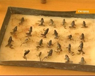 Лягушки-мутанты взяли в плен пруд в закарпатском селе Минай