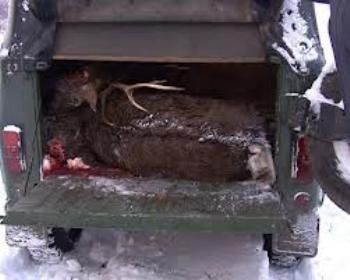 В Закарпатье браконьеры застрелили косулю