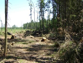 Перечинец самовольно устроил вырубку леса в Великоберезнянском районе
