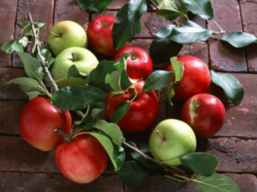 В Ужгород на дегустацию яблок съедутся спецы со всей страны