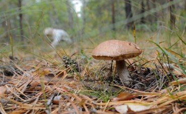 В закарпатском лесу нашли труп человека, местного грибника