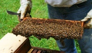 Уже с июля в Закарпатье на пасеках будут собирать летний мед