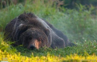 Работники НПП "Синевир" пытались заработать и на медведях