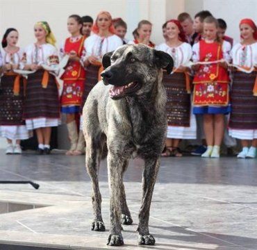 В Ужгороде погиб пес, которого окрестили "душой города"