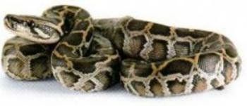 Змея длиной около 7-8 метров и толщиной с трехлитровую банку живет на Закарпатье