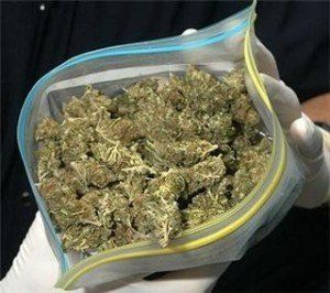 Правоохранители нашли 500 грамм марихуаны в доме ужгородца