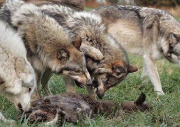 В Карпатах гигантские волки терроризируют и местное население