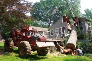 На Раховщине мужчину во время заготовки дров убило деревом