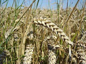 Пшениці озимої та ярої на Закарпатті скошено на площі 33,4 тис. га.