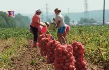 Закарпатське СТ «Клячанівське» хизується великим врожаєм картоплі.