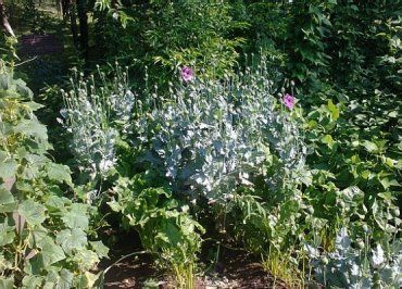 Иршавские милиционеры изъяли 131 растение мака на огороде женщины