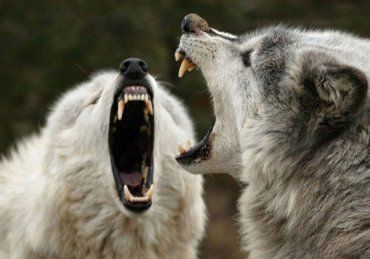 Волки нападают на домашних собак, сидящих на привязи возле домов