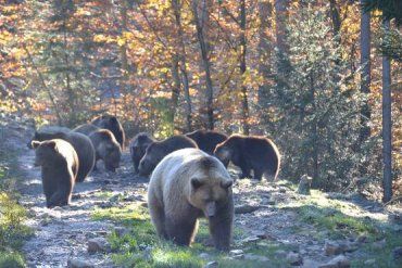 На НПП "Синевир" бурые медведи начали обустраивать себе берлоги