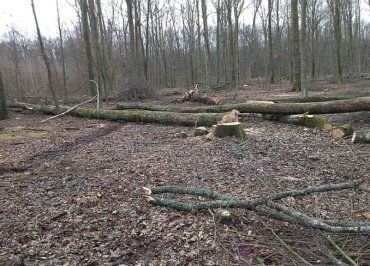 Во время плановой вырубки леса погиб работник ГП «Мукачевское лесное хозяйство»
