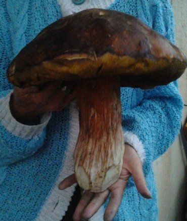 В Карпатах грибной сезон неожиданно вытеснил сезон яфин