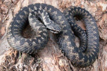 В Ужгороде женщина сама раздавила 30-сантиметровую змею