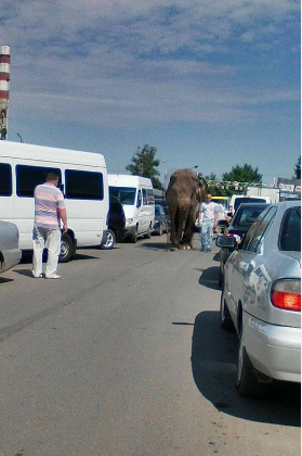 В Ужгороді посеред дороги розгулював слон
