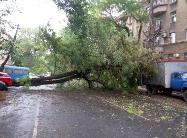 Закарпатська область: рятувальники ліквідовували наслідки падіння дерев