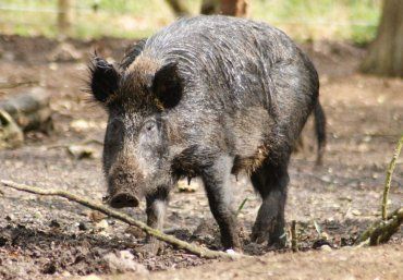 МНС Закарапття про нові випадки АЧС у диких свиней