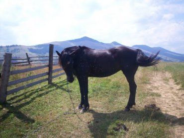 Гуцульский конь - аборигенная горная порода домашних лошадей