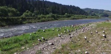 Сотня лелек оселилася на березі річки на закарпатській Міжгірщині.