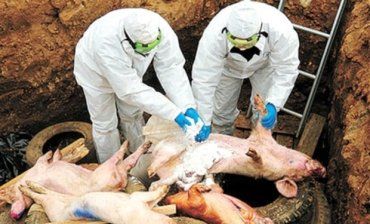 Свинська чума стрімко поширюється на всі райони Закарпаття