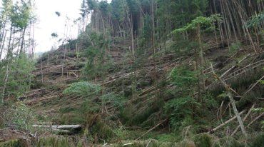 Буревій, що пронісся Рахівщиною, повалив 71,5 гектара лісу