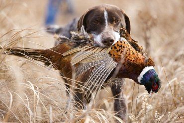 Як зробити безпечним полювання на фазана?