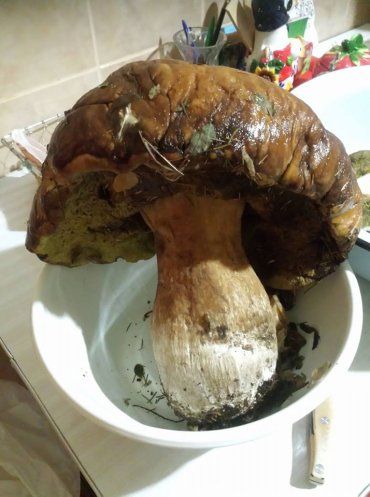 Краяни показали 2-кілограмових грибів-велетнів