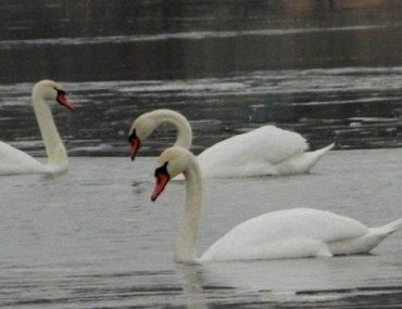В реке Уж плавают три величественных белых лебедя