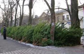 Экологи грозятся штрафовать закарпатцев за незаконно срубленную елку до 900 грн.