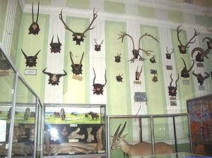 В зоологическом музее Ужгородского национального университета