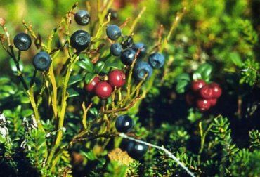 Подобные ограничения на эти ягоды на Закарпатье установили впервые