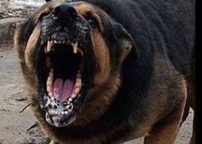 В России собаки съели свою хозяйку