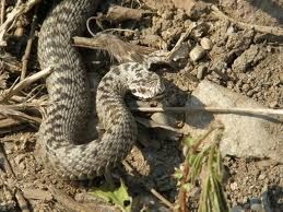 В Карпатах водится единственный вид ядовитых змей - гадюка обычная