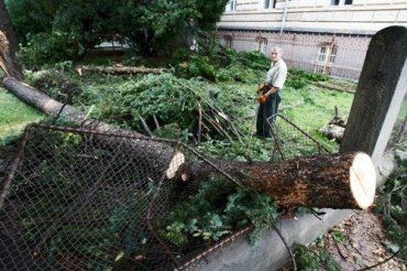 В Ужгороде сегодня из дома лучше не выходить: деревопад