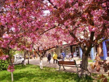 В середине апреля улицы города Ужгорода украсились сотнями цветущих деревьев