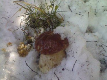 В Закарпатье белые грибы можно найти в лесу не только под листьями, и под снегом