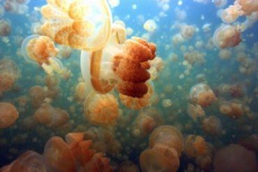 В Береговском озере Дедово живут пресноводные медузы, но не все их видели