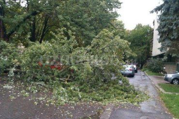 Сегодня утром улица Крылова в городе Ужгороде была перекрыта деревьями