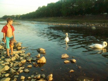 В Ужгороде два десятка ребят пришли полюбоваться на пару белоснежных лебедей