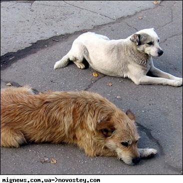 В Ужгороде массово и жестоко отравили собак...