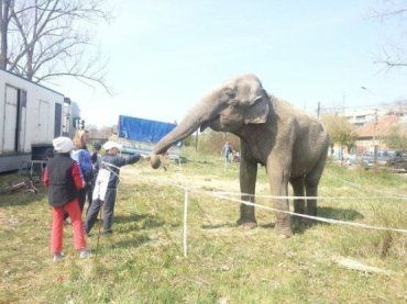 В Берегово много детей с большим удовольствием кормят слониху