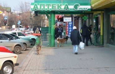 Стая бездомных собаки "облюбовала" территорию аптеки Ужгорода